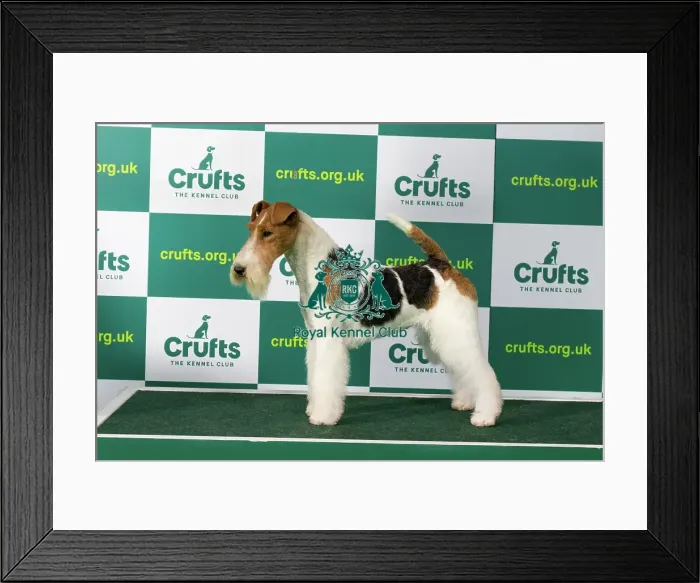 Framed Print : Best of Breed FOX TERRIER (WIRE) Crufts 2023 Framed Print : Best of Breed FOX TERRIER (WIRE) Crufts 2023