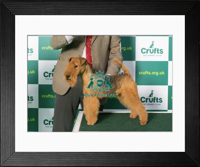 Framed Print : Best of Breed LAKELAND TERRIER Crufts 2023 Framed Print : Best of Breed LAKELAND TERRIER Crufts 2023