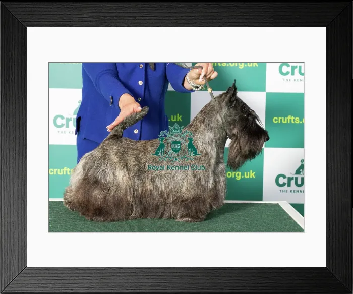Framed Print : Best of Breed Scottish Terrier Crufts 2023 Framed Print : Best of Breed Scottish Terrier Crufts 2023