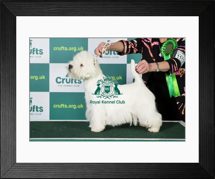 Framed Print : Best of Breed WEST HIGHLAND WHITE TERRIER Crufts 2023 Framed Print : Best of Breed WEST HIGHLAND WHITE TERRIER Crufts 2023