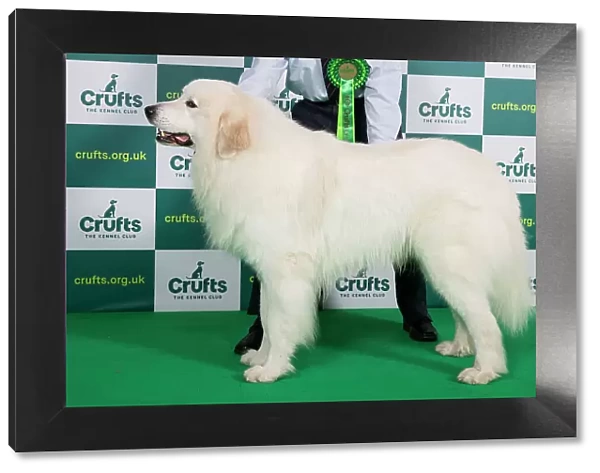 Best of Breed PYRENEAN MOUNTAIN DOG Crufts 2023