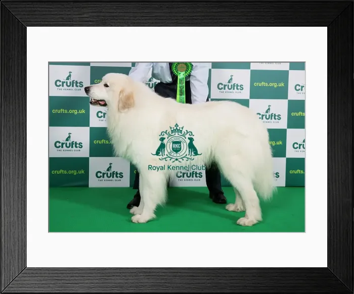 Framed Print : Best of Breed PYRENEAN MOUNTAIN DOG Crufts 2023 Framed Print : Best of Breed PYRENEAN MOUNTAIN DOG Crufts 2023