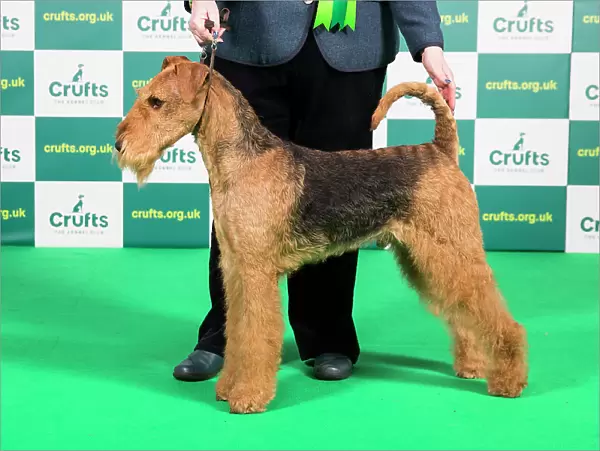 Best of Breed AIREDALE TERRIER Crufts 2023