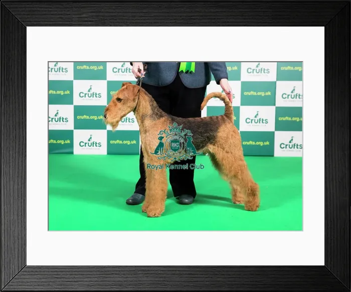 Framed Print : Best of Breed AIREDALE TERRIER Crufts 2023 Framed Print : Best of Breed AIREDALE TERRIER Crufts 2023