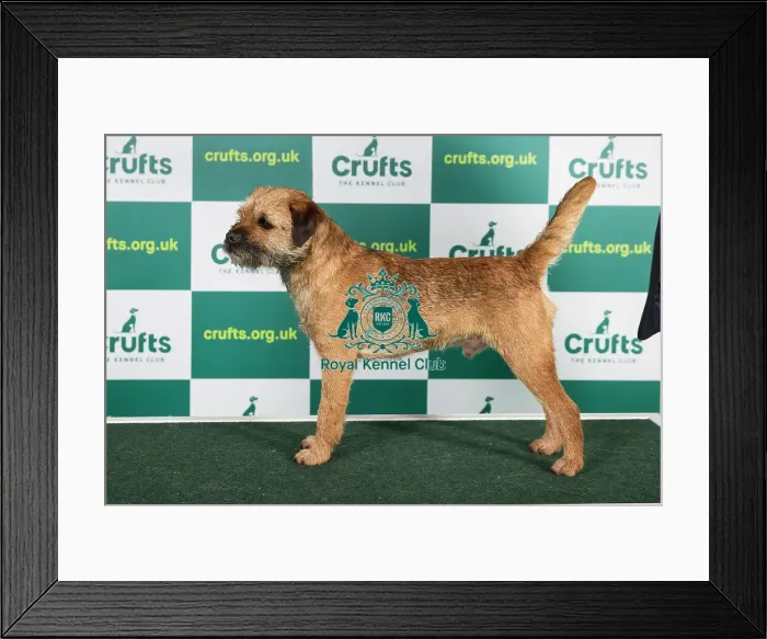 Framed Print : Best of Breed BORDER TERRIER Crufts 2023 Framed Print : Best of Breed BORDER TERRIER Crufts 2023