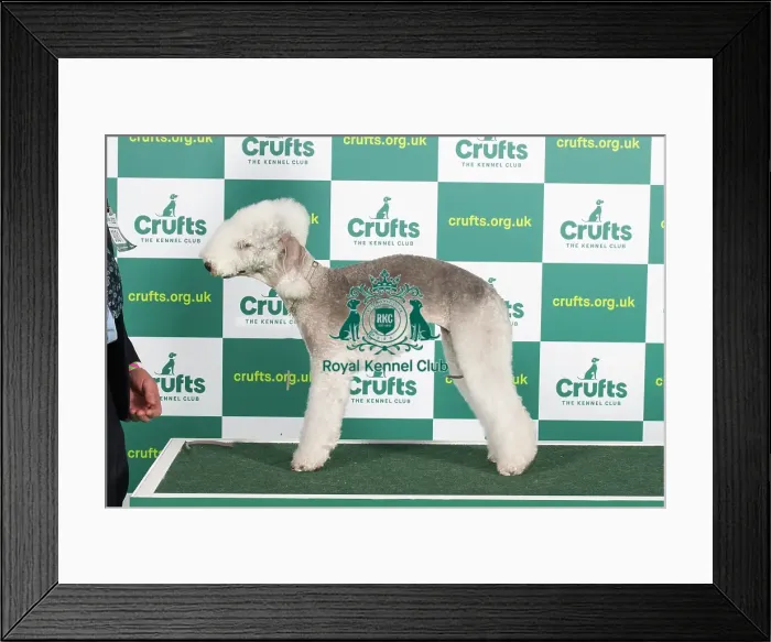 Framed Print : Best of Breed BEDLINGTON TERRIER Crufts 2023