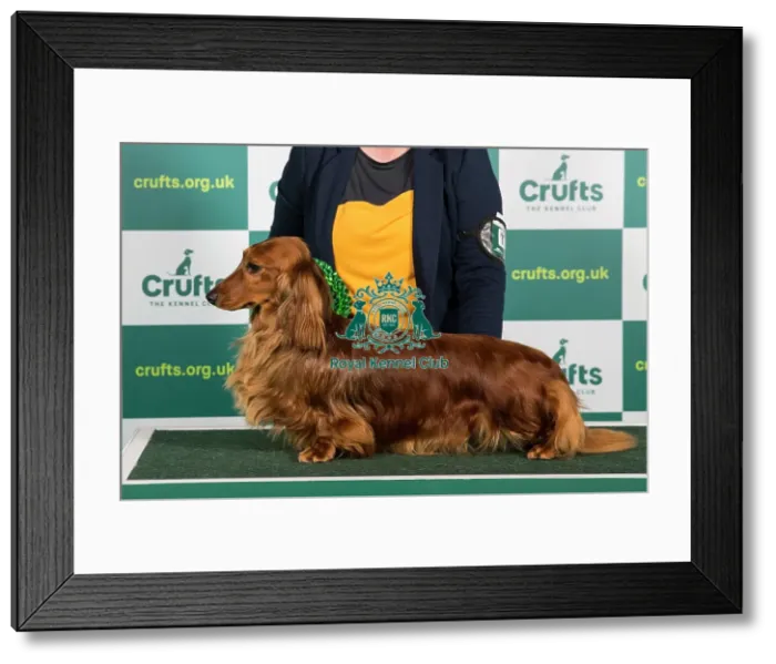 Framed Print : Best of Breed DACHSHUND (LONG HAIRED) Crufts 2023 Framed Print : Best of Breed DACHSHUND (LONG HAIRED) Crufts 2023