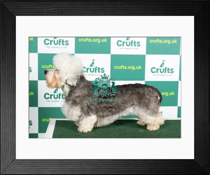 Framed Print : Best of Breed DANDIE DINMONT TERRIER Crufts 2023 Framed Print : Best of Breed DANDIE DINMONT TERRIER Crufts 2023