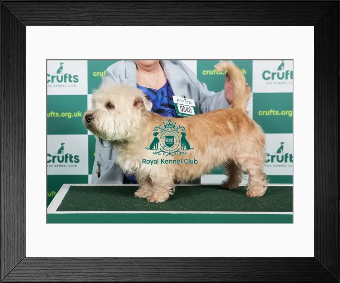 Framed Print : Best of Breed GLEN OF IMAAL TERRIER Crufts 2023 Framed Print : Best of Breed GLEN OF IMAAL TERRIER Crufts 2023