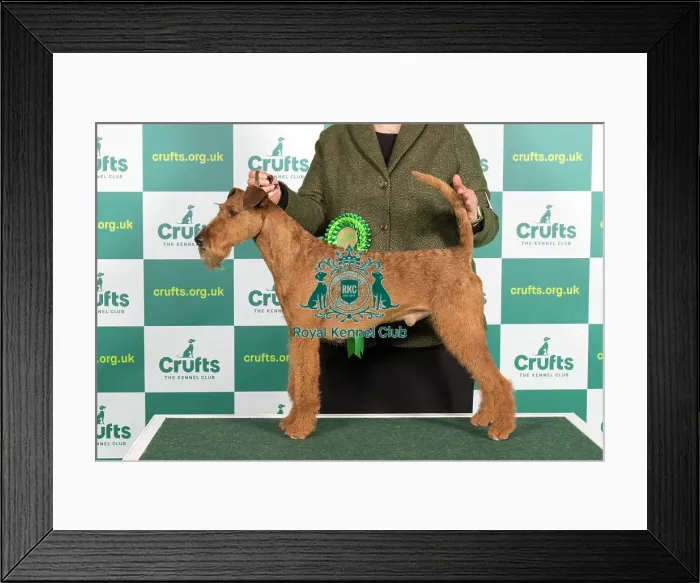 Framed Print : Best of Breed IRISH TERRIER Crufts 2023 Framed Print : Best of Breed IRISH TERRIER Crufts 2023