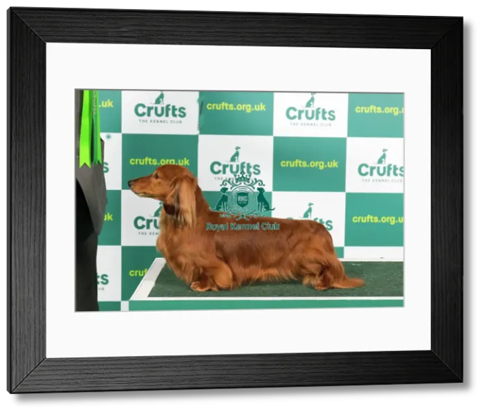 Framed Print : Best of Breed DACHSHUND (MINIATURE LONG HAIRED) Crufts 2023
