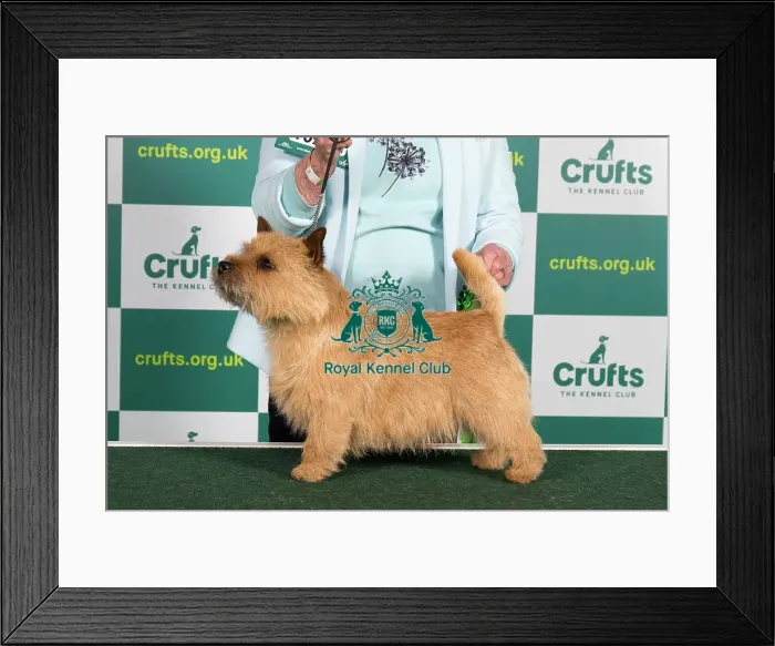 Framed Print : Best of Breed NORWICH TERRIER Crufts 2023 Framed Print : Best of Breed NORWICH TERRIER Crufts 2023