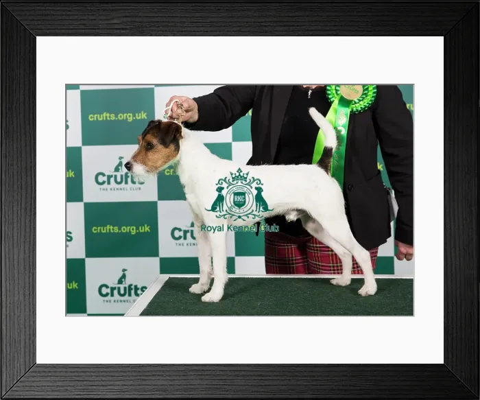 Framed Print : Best of Breed PARSON RUSSELL TERRIER Crufts 2023 Framed Print : Best of Breed PARSON RUSSELL TERRIER Crufts 2023