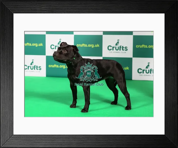 Framed Print : Best of Breed STAFFORDSHIRE BULL TERRIER Crufts 2023 Framed Print : Best of Breed STAFFORDSHIRE BULL TERRIER Crufts 2023