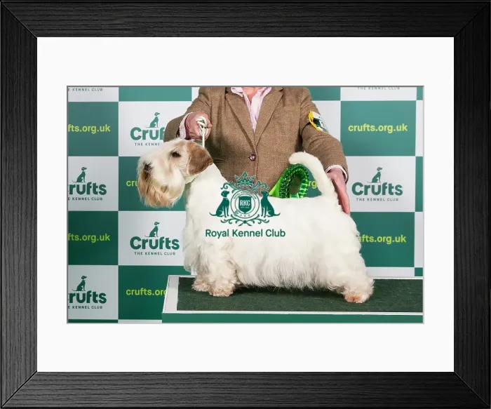 Framed Print : Best of Breed SEALYHAM TERRIER Crufts 2023 Framed Print : Best of Breed SEALYHAM TERRIER Crufts 2023