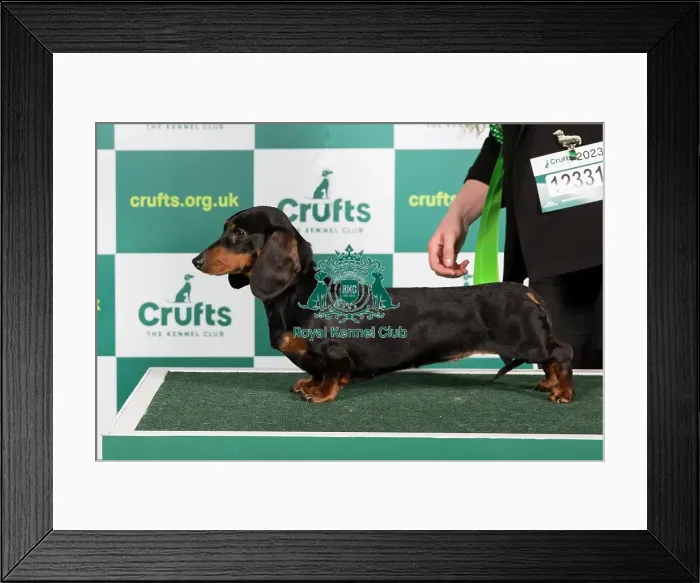 Framed Print : Best of Breed DACHSHUND (MINIATURE SMOOTH HAIRED) Crufts 2023