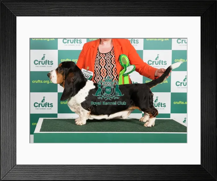 Framed Print : Best of Breed Basset Hound Crufts 2023 Framed Print : Best of Breed Basset Hound Crufts 2023