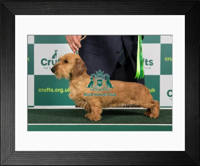 Framed Print : Best of Breed DACHSHUND (MINIATURE WIRE HAIRED) Crufts 2023