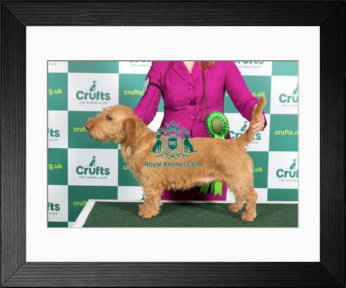 Framed Print : Best of Breed BASSET FAUVE DE BRETAGNE Crufts 2023 Framed Print : Best of Breed BASSET FAUVE DE BRETAGNE Crufts 2023