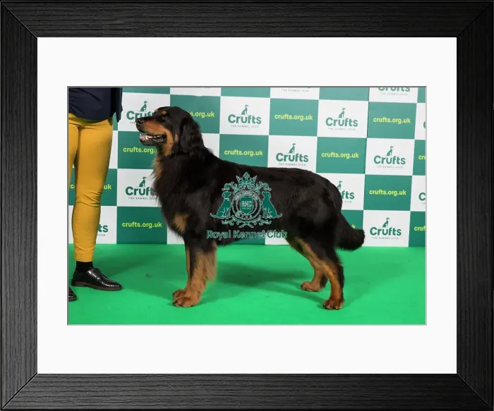 Framed Print : Best of Breed HOVAWART (NONCC) Crufts 2023