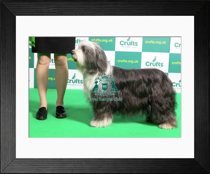 Framed Print : Best of Breed BEARDED COLLIE Crufts 2023 Framed Print : Best of Breed BEARDED COLLIE Crufts 2023