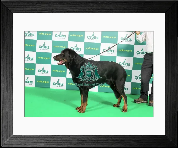 Framed Print : Best of Breed BEAUCERON (IMP) Crufts 2023 Framed Print : Best of Breed BEAUCERON (IMP) Crufts 2023