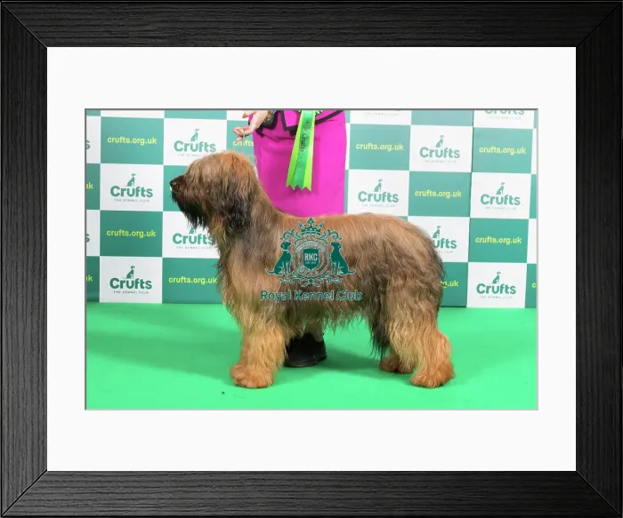 Framed Print : Best of Breed Briard Crufts 2023 Framed Print : Best of Breed Briard Crufts 2023