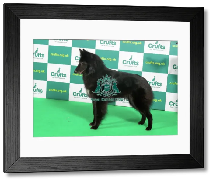 Framed Print : Best of Breed BELGIAN SHEPHERD DOG (GROENENDAEL) Crufts 2023