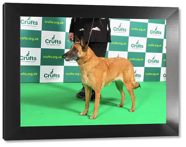 Best of Breed BELGIAN SHEPHERD DOG (MALINOIS) Crufts 2023