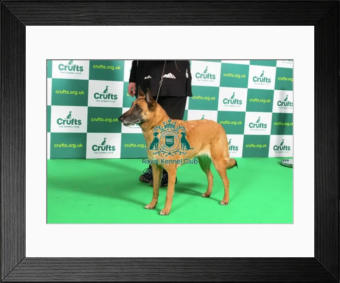 Framed Print : Best of Breed BELGIAN SHEPHERD DOG (MALINOIS) Crufts 2023