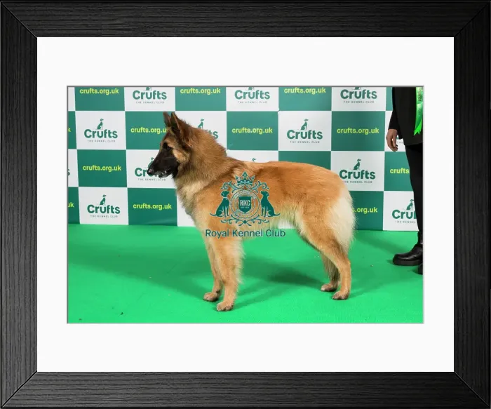 Framed Print : Best of Breed BELGIAN SHEPHERD DOG (TERVUEREN) Crufts 2023