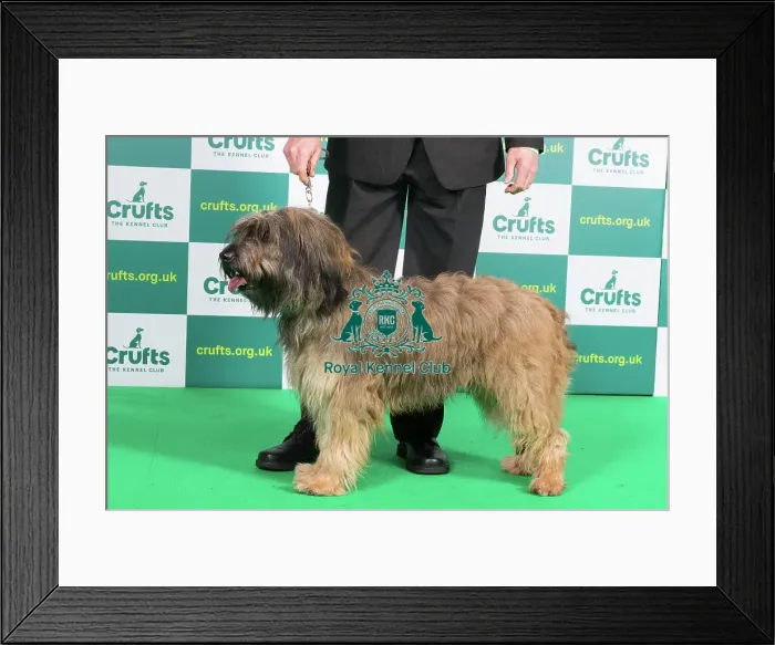 Framed Print : Best of Breed CATALAN SHEEPDOG Crufts 2023 Framed Print : Best of Breed CATALAN SHEEPDOG Crufts 2023
