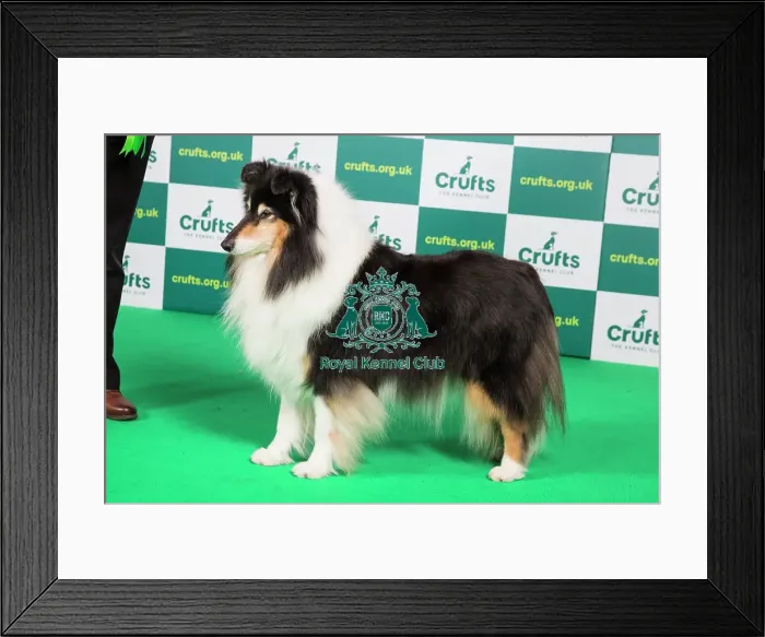 Framed Print : Best of Breed COLLIE (ROUGH) Crufts 2023 Framed Print : Best of Breed COLLIE (ROUGH) Crufts 2023