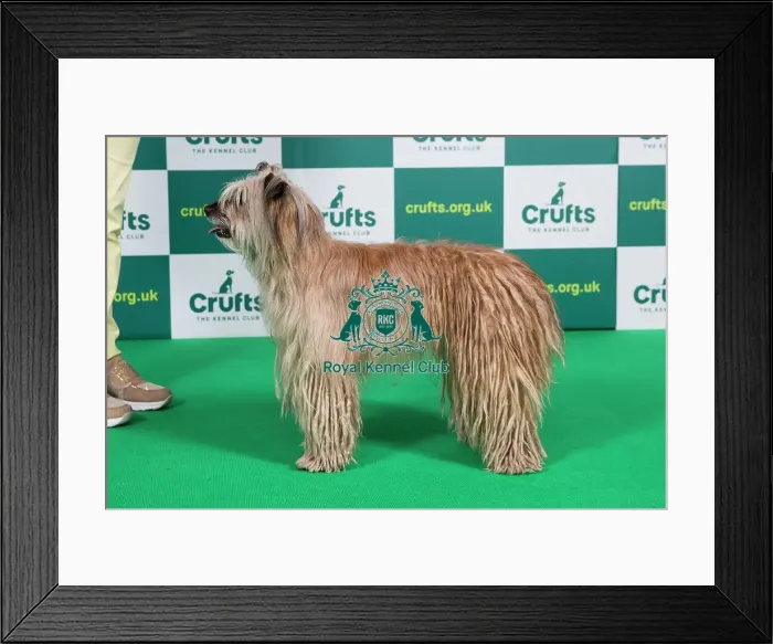 Framed Print : Best of Breed PYRENEAN SHEEPDOG (LONG HAIRED) Crufts 2023 Framed Print : Best of Breed PYRENEAN SHEEPDOG (LONG HAIRED) Crufts 2023