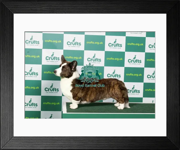Framed Print : Best of Breed WELSH CORGI (CARDIGAN) Crufts 2023 Framed Print : Best of Breed WELSH CORGI (CARDIGAN) Crufts 2023