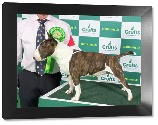 Best of Breed BULL TERRIER (MINIATURE) Crufts 2023