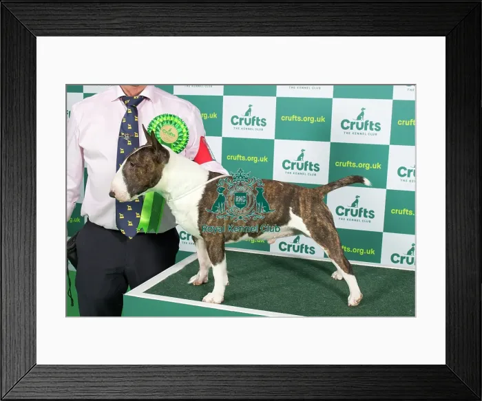 Framed Print : Best of Breed BULL TERRIER (MINIATURE) Crufts 2023 Framed Print : Best of Breed BULL TERRIER (MINIATURE) Crufts 2023