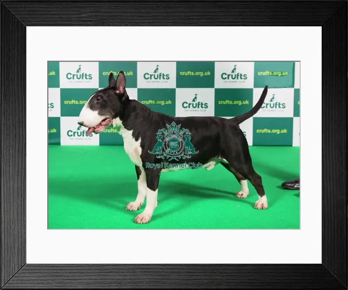 Framed Print : Best of Breed BULL TERRIER Crufts 2023 Framed Print : Best of Breed BULL TERRIER Crufts 2023