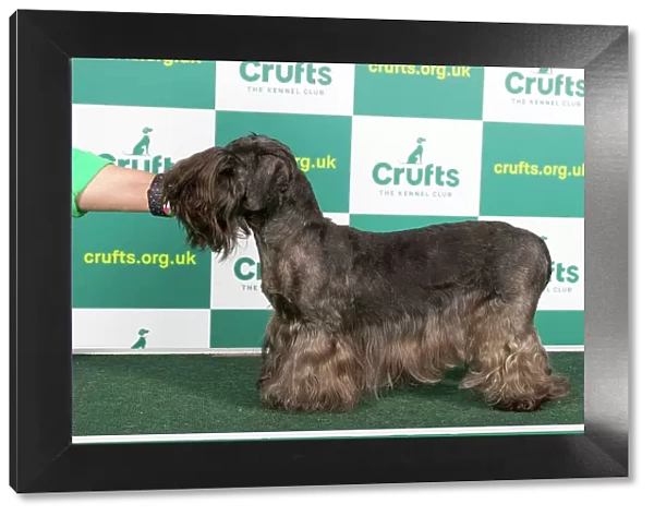 Best of Breed CESKY TERRIER Crufts 2023