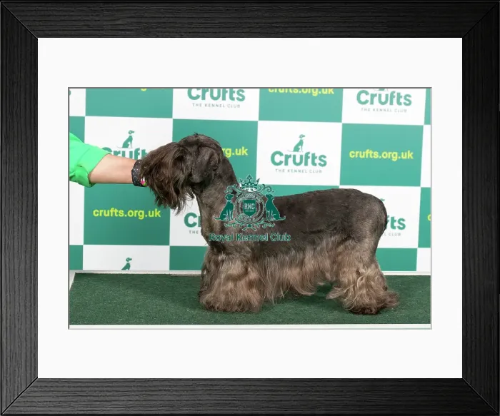 Framed Print : Best of Breed CESKY TERRIER Crufts 2023