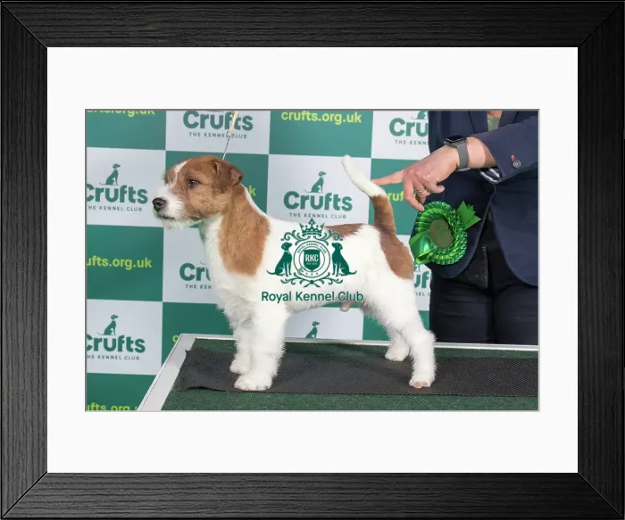 Framed Print : Best of Breed JACK RUSSELL TERRIER Crufts 2023 Framed Print : Best of Breed JACK RUSSELL TERRIER Crufts 2023