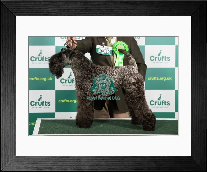 Framed Print : Best of Breed KERRY BLUE TERRIER Crufts 2023 Framed Print : Best of Breed KERRY BLUE TERRIER Crufts 2023