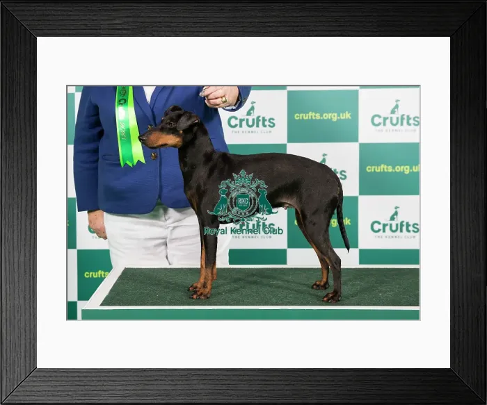 Framed Print : Best of Breed Manchester Terrier Crufts 2023 Framed Print : Best of Breed Manchester Terrier Crufts 2023