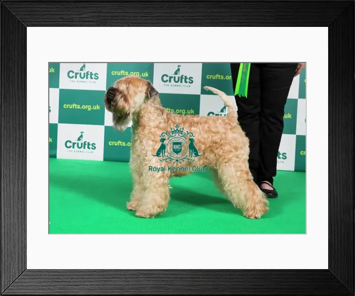 Framed Print : Best of Breed SOFT COATED WHEATEN TERRIER Crufts 2023