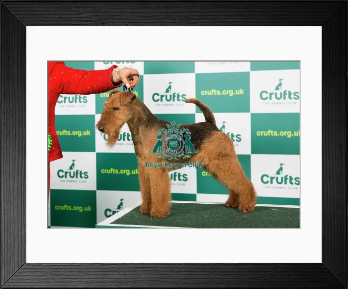 Framed Print : Best of Breed WELSH TERRIER Crufts 2023 Framed Print : Best of Breed WELSH TERRIER Crufts 2023