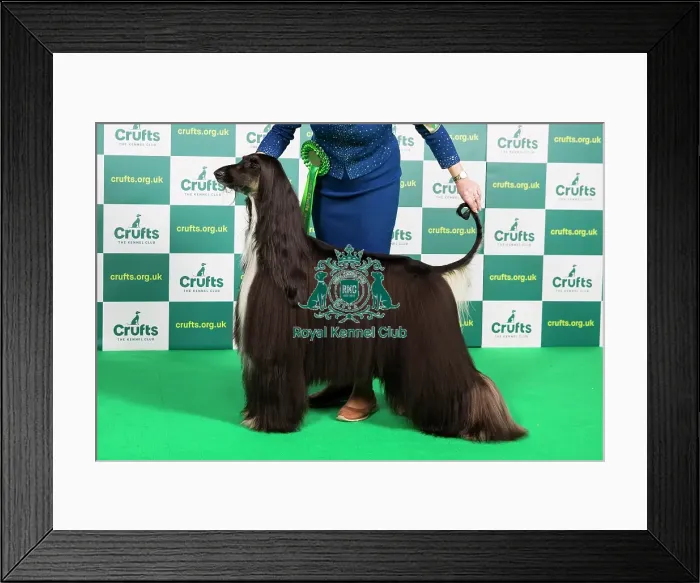 Framed Print : Best of Breed Afghan Hound Crufts 2023 Framed Print : Best of Breed Afghan Hound Crufts 2023
