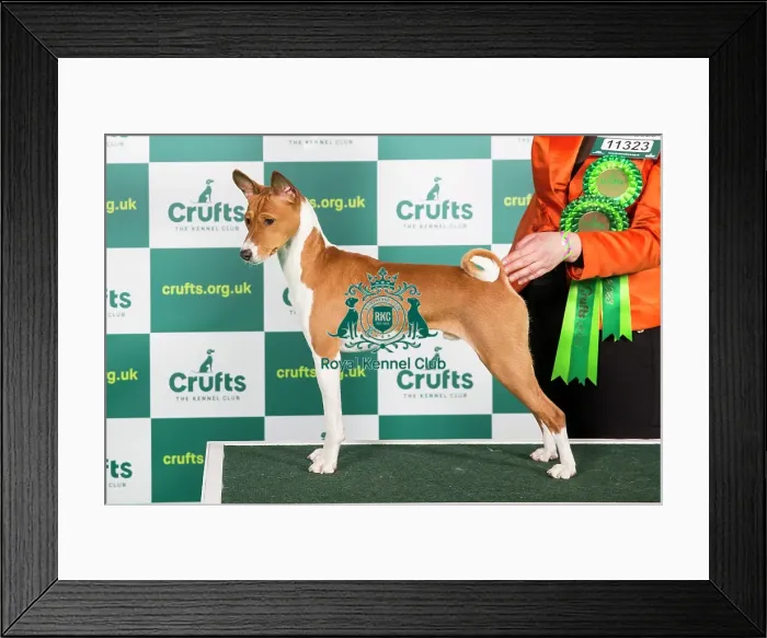 Framed Print : Best of Breed BASENJI Crufts 2023 Framed Print : Best of Breed BASENJI Crufts 2023