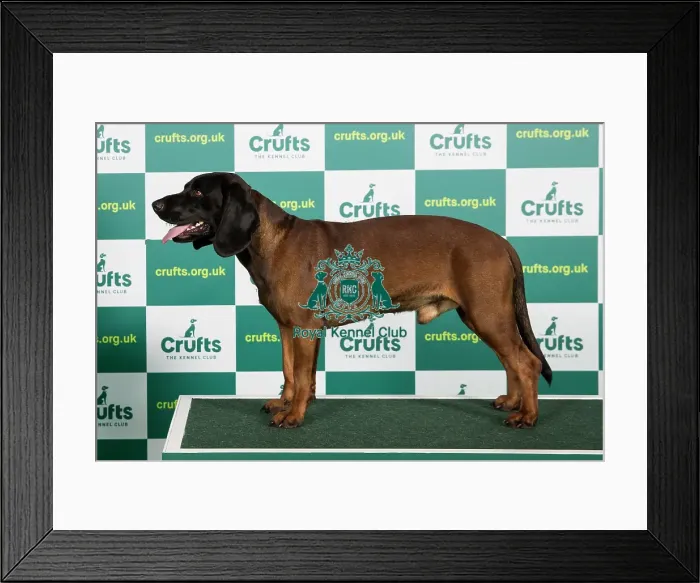 Framed Print : Best of Breed BAVARIAN MOUNTAIN HOUND (IMP) Crufts 2023