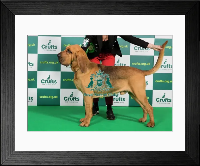 Framed Print : Best of Breed Bloodhound Crufts 2023 Framed Print : Best of Breed Bloodhound Crufts 2023