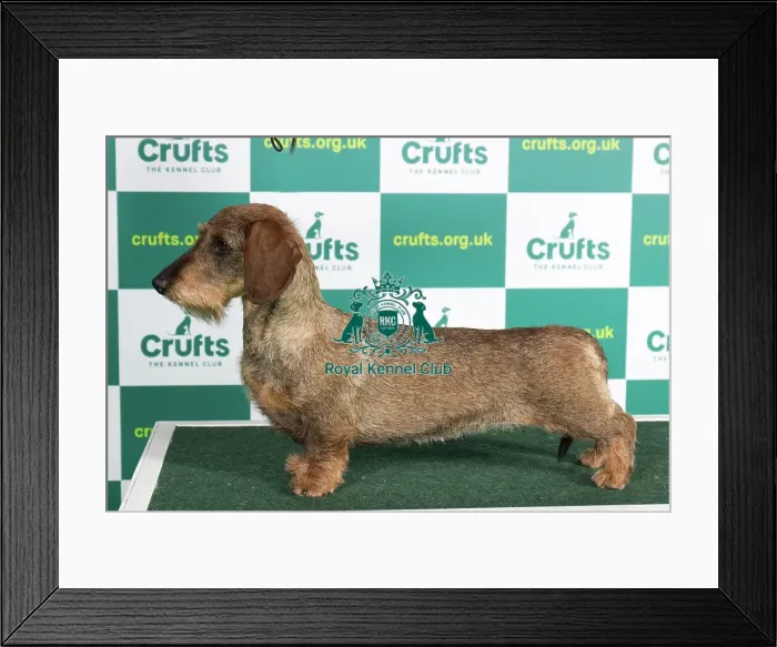 Framed Print : Best of Breed DACHSHUND (WIRE HAIRED) Crufts 2023 Framed Print : Best of Breed DACHSHUND (WIRE HAIRED) Crufts 2023